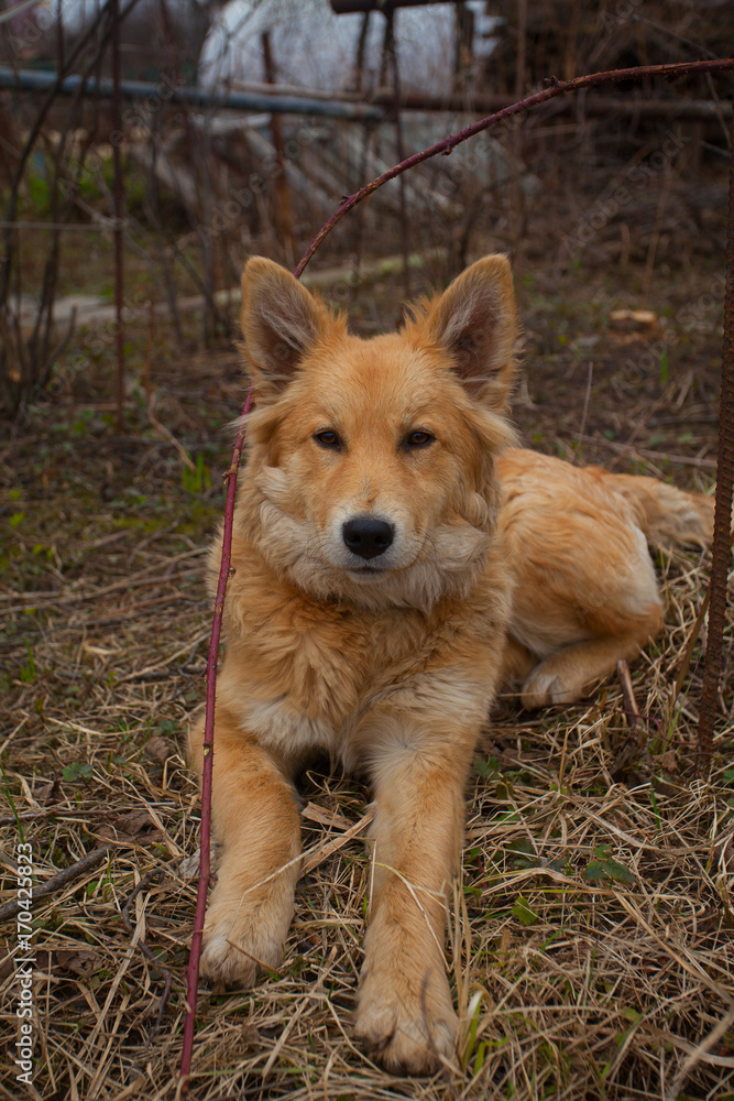 beautiful red big dog on green lawn beautiful red big dog on green lawn
