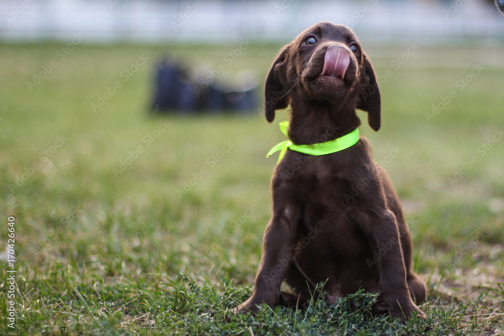 Labrador brown dog breed (chocolate labrador) Labrador brown dog breed (chocolate labrador)