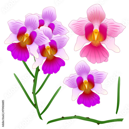 Vanda Miss Joaquim Orchid. Singapore National Flower.