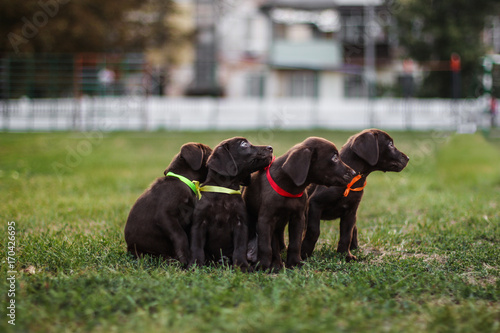Fototapet Labrador brown dog breed (chocolate labrador)