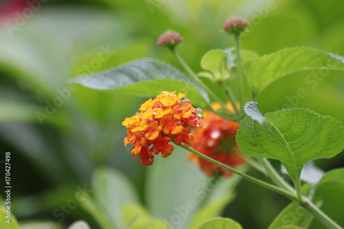 Colorful Lantana Flower   