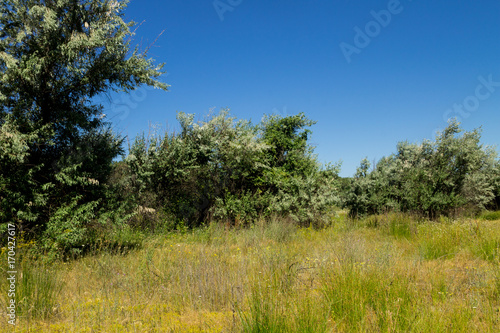 Summer landscape with green trees, meadow and blue sky © olyasolodenko