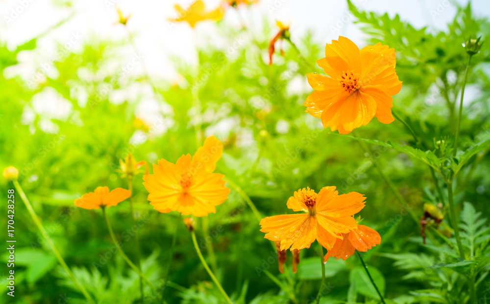 Yellow Cosmos flowers with sunlight in the morning. Cosmos is also known as Cosmos sulphureus. Yellow Cosmos flowers with sunlight in the morning. Cosmos is also known as Cosmos sulphureus.