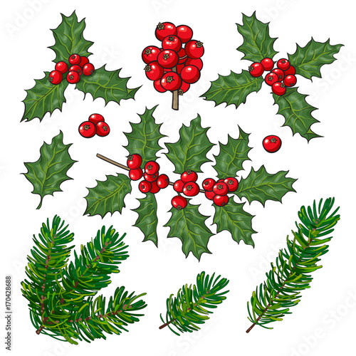 Set of fir tree and mistletoe branches with leaves and berries, Christmas decoration elements, sketch vector illustration on white background. Fir tree and mistletoe set, twigs, leaves and branches