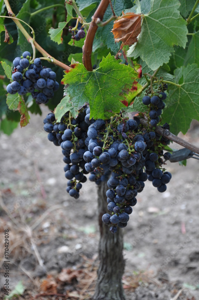 Chateau Lamothe-Bergeron Gironde