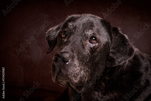 Senior Labrador Hund vor braunem Hintergrund © #CRTVTY