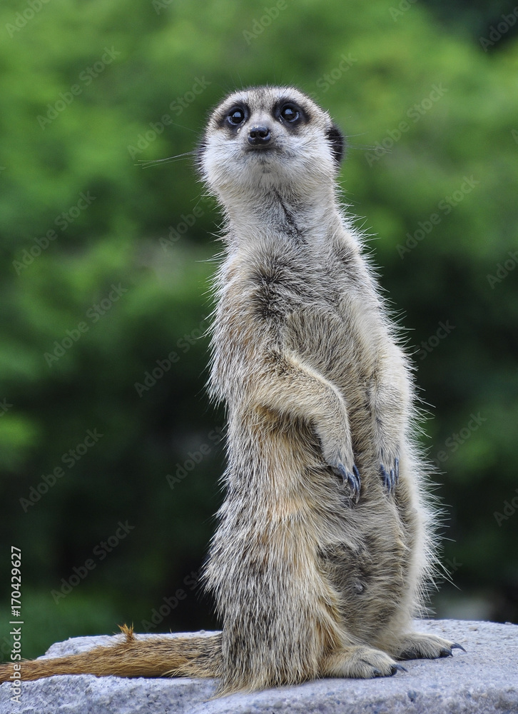 Fototapeta premium Meerkat looking at you 