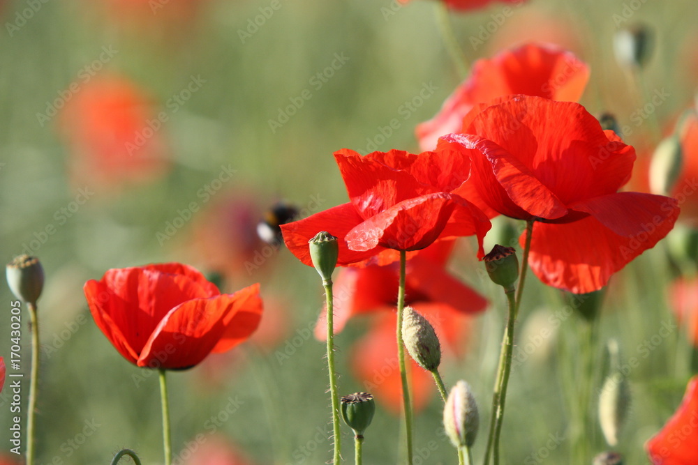 Obraz premium Poppy Bumblebee