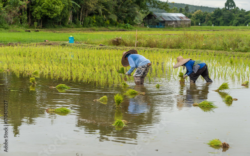 The farmers are transplanting the rice in the field in northern part of Thailand