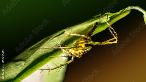 The macro image of a Jumping Spider (Mopsus mormon) on a green leaf with the glowing green and orange  background photo