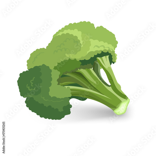 Broccoli green plant vector illustration isolated on white background.