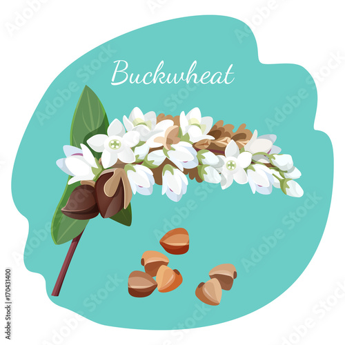 Buckwheat plant and its seeds isolated illustration on grey