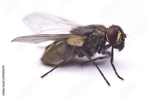 Common house fly macro cleaning its body (Musca Domestica) Isolated on white background. photo
