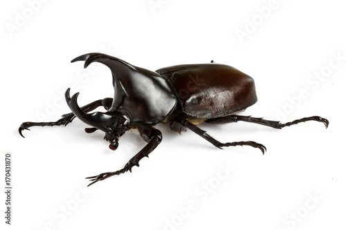 Male Rhinoceros beetle © enterphoto