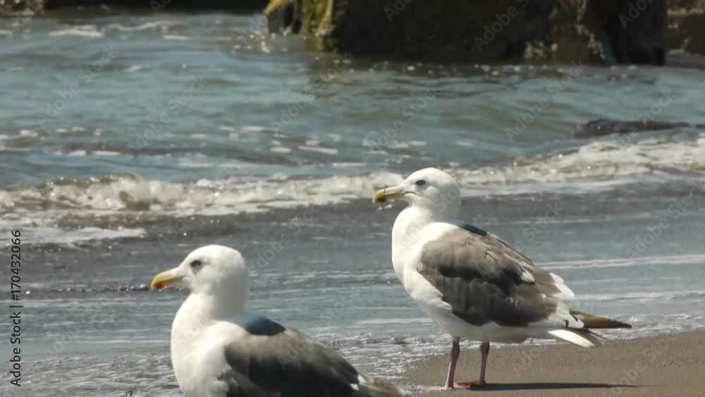 砂浜に佇むカモメ 砂浜に佇むカモメ