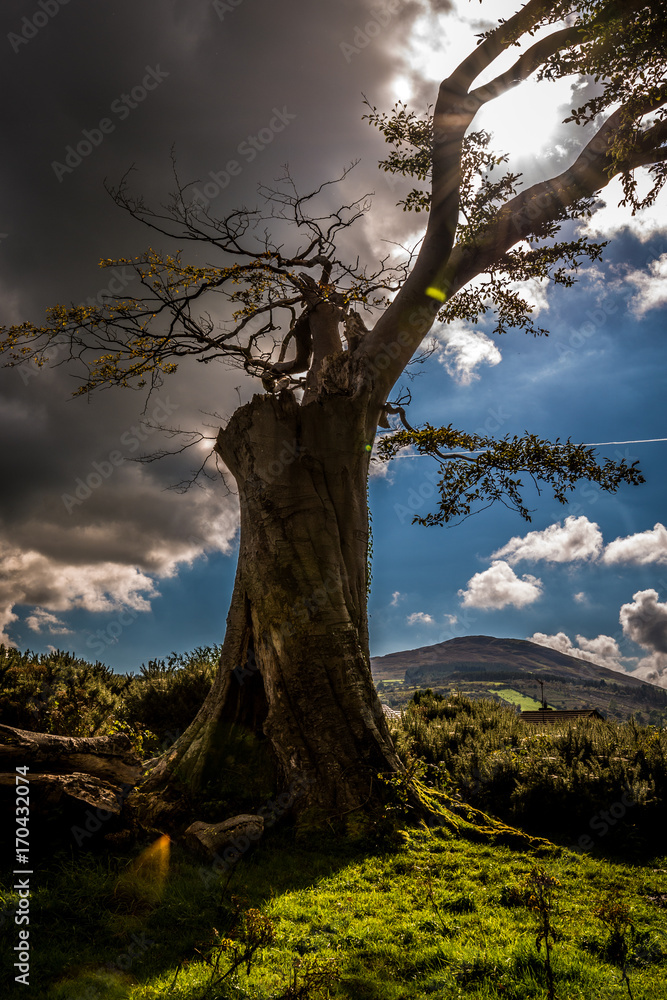 King of The Land - Bessbrook Forest, Newry, County Down, Northern Ireland, United Kingdom King of The Land - Bessbrook Forest, Newry, County Down, Northern Ireland, United Kingdom