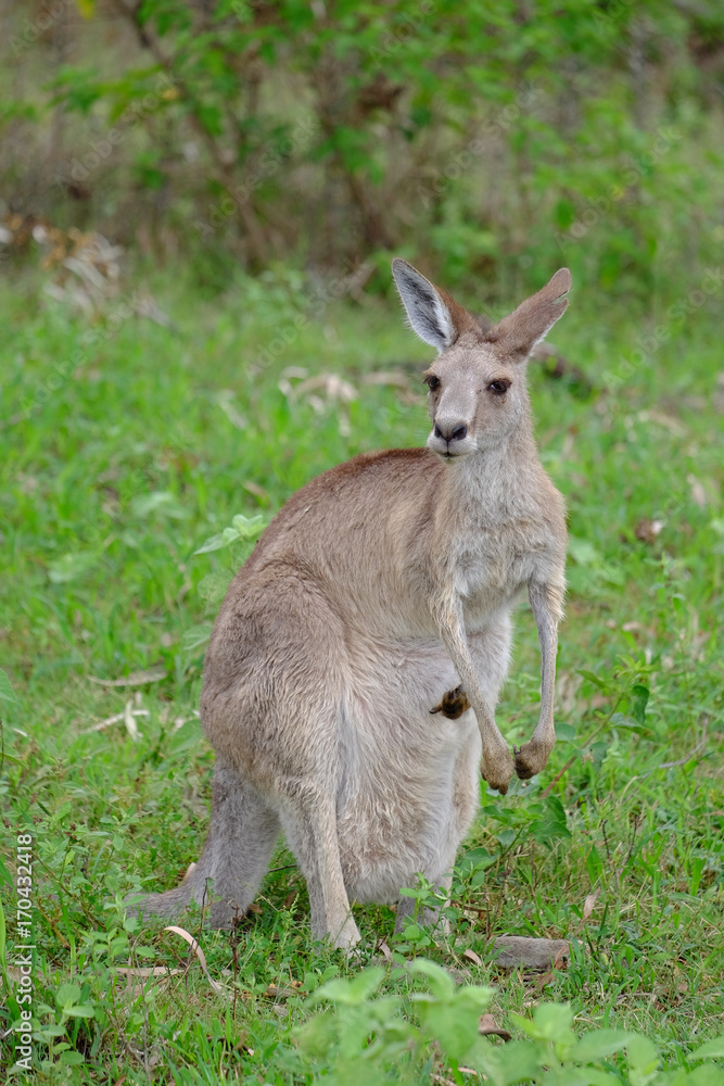 Grey kangaroo in the Ipswich area of Queensland