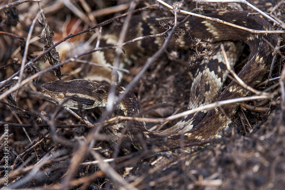 Jararaca-da-mata (Bothrops jararaca) | Pit viper in Pedra Azul, Espírito Santo - Southeast of Brazil. Jararaca-da-mata (Bothrops jararaca) | Pit viper in Pedra Azul, Espírito Santo - Southeast of Brazil.