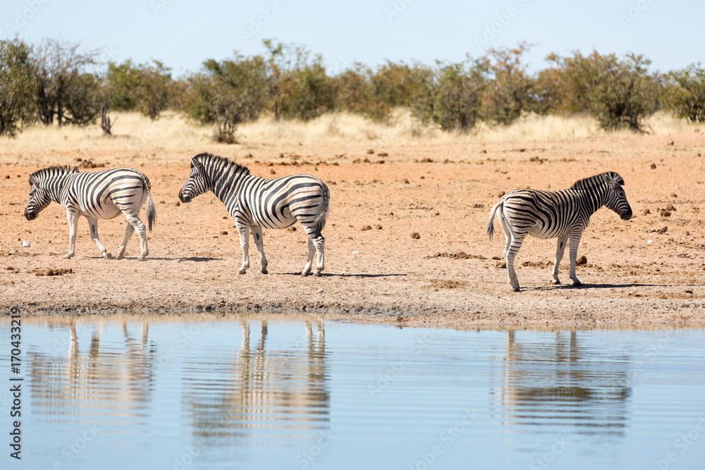Obraz premium Etosha, Namibia. Wild Zebras at waterhole