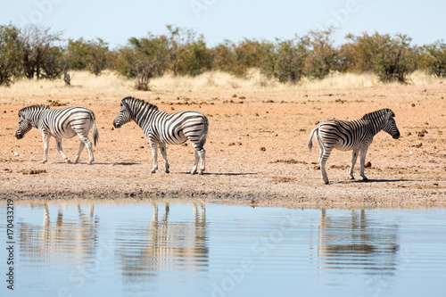 Etosha, Namibia. Wild Zebras at waterhole