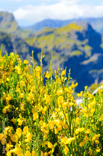 Yellow broom, lat. Cytisus against mountain blurred background.