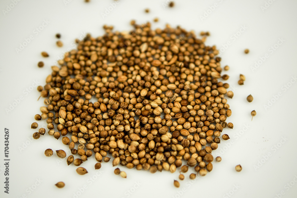 coriander coriander