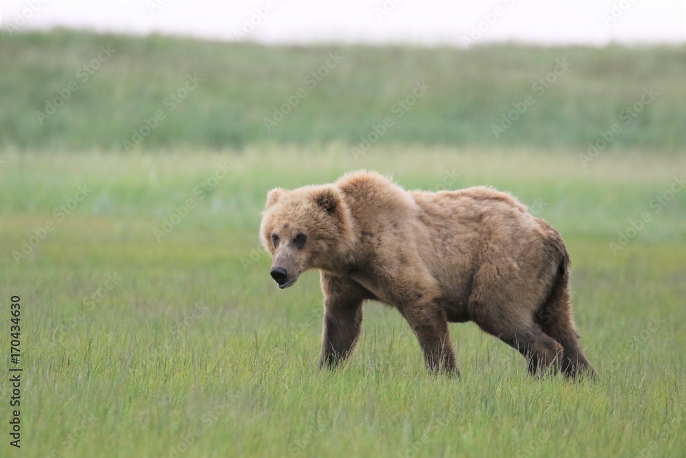 Fototapeta premium Brown Bear in Alaska, Katmai Nationalpark, Hallo Bay
