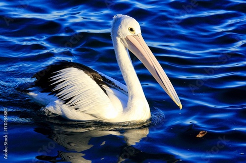 Pelican swimming in velvet waters 
