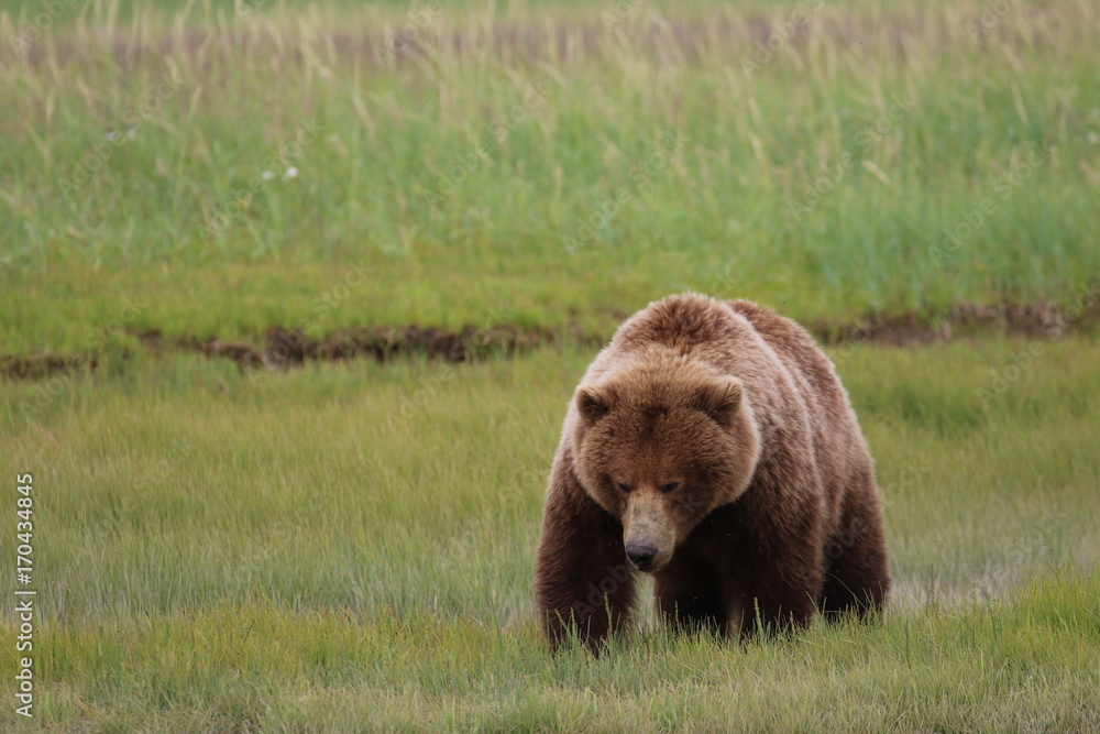Brown Bear in Alaska, Katmai Nationalpark, Hallo Bay