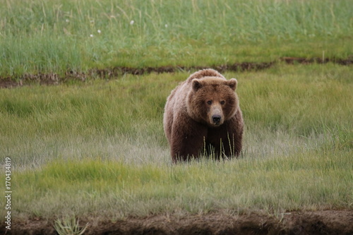 Brown Bear in Alaska, Katmai Nationalpark, Hallo Bay