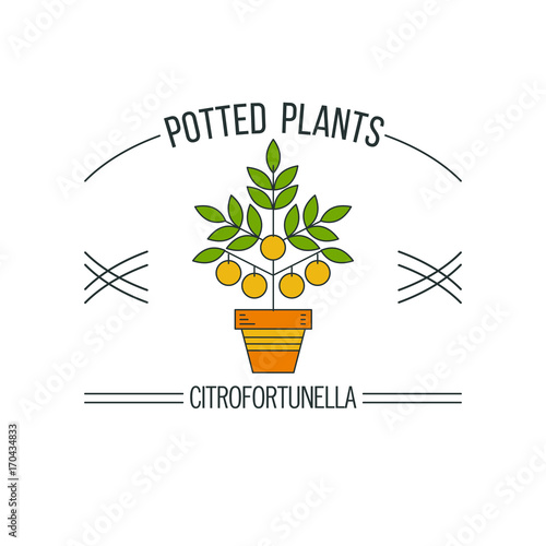 Potted plants. Flower shop. Vector illustration. Isolated on white background.