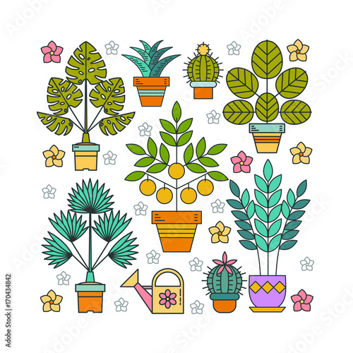Potted plants. Flowers in pots. Arrangement of potted flowers in the shape of a square. Isolated on white background.
