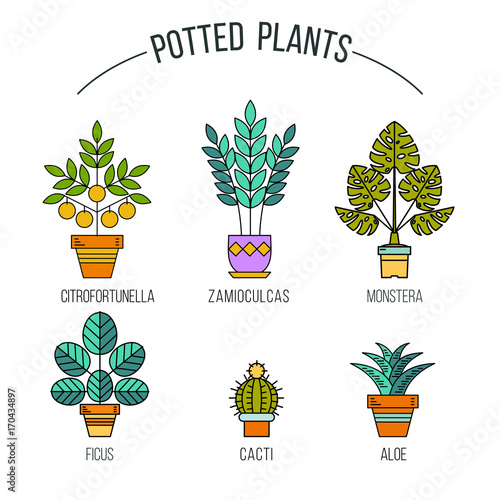 Potted plants. Set of linear icons. Flower shop.