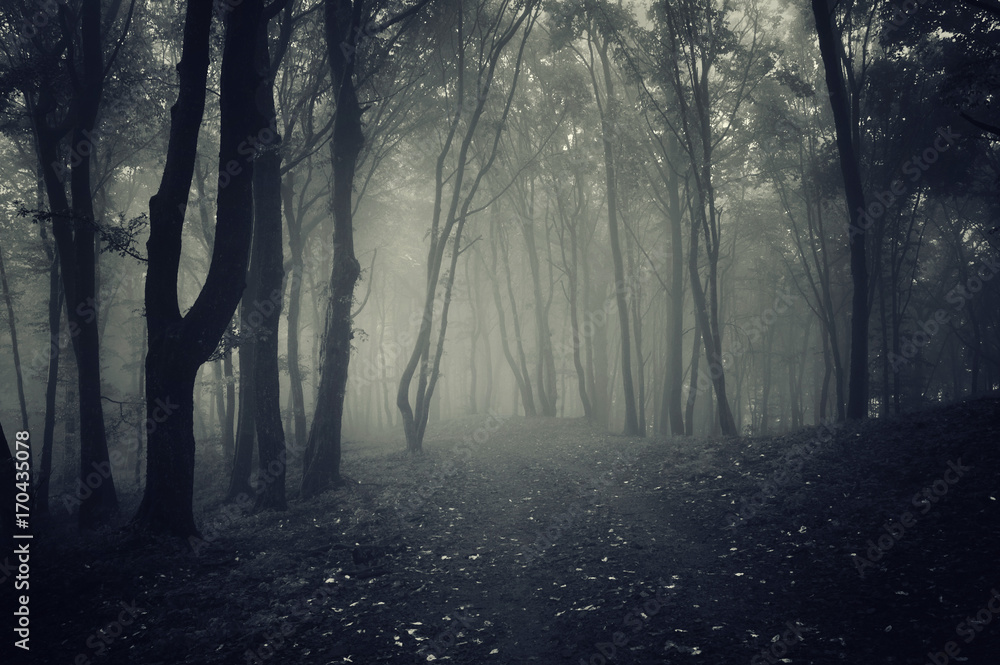 forest path in fog, mysterious atmosphere scenery forest path in fog, mysterious atmosphere scenery