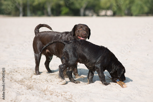 two brown labradors play on the sand 