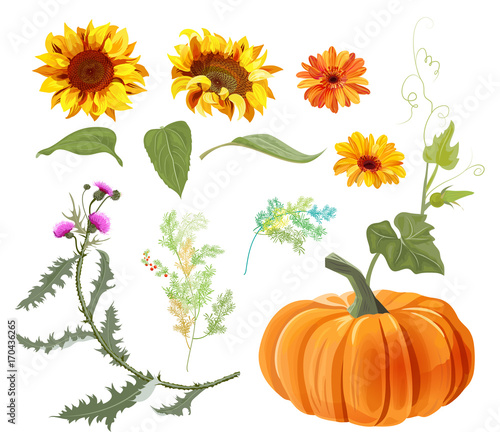 Set of autumn plants: orange pumpkin, yellow sunflowers, gerbera daisy flower, thistle, small green twigs, red berries of asparagus, white background. Digital draw, collection for design, vector