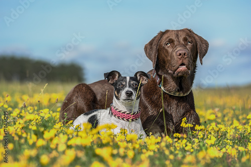 Hundefreunde Jack Russell Terrier und Labrador 