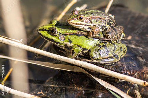 Fototapeta closeup of couple of European green frogs mating in pond