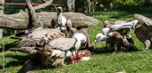 group of European Griffon Vulture eating meat over natural background photo