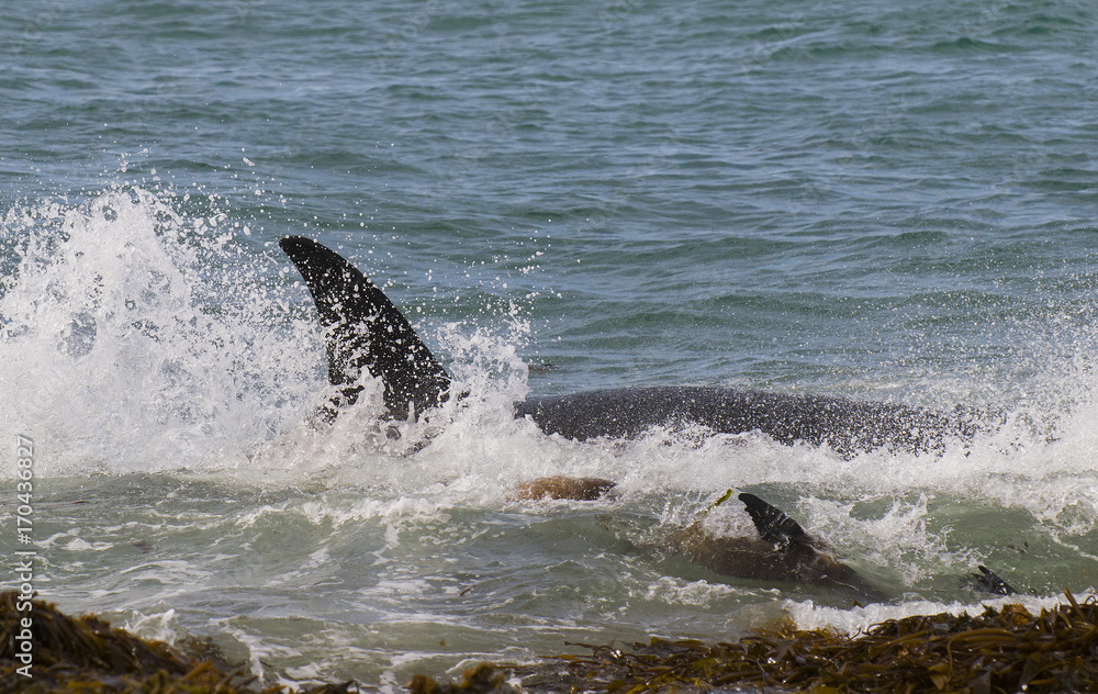 Naklejka premium Orca Patagonia , Argentina