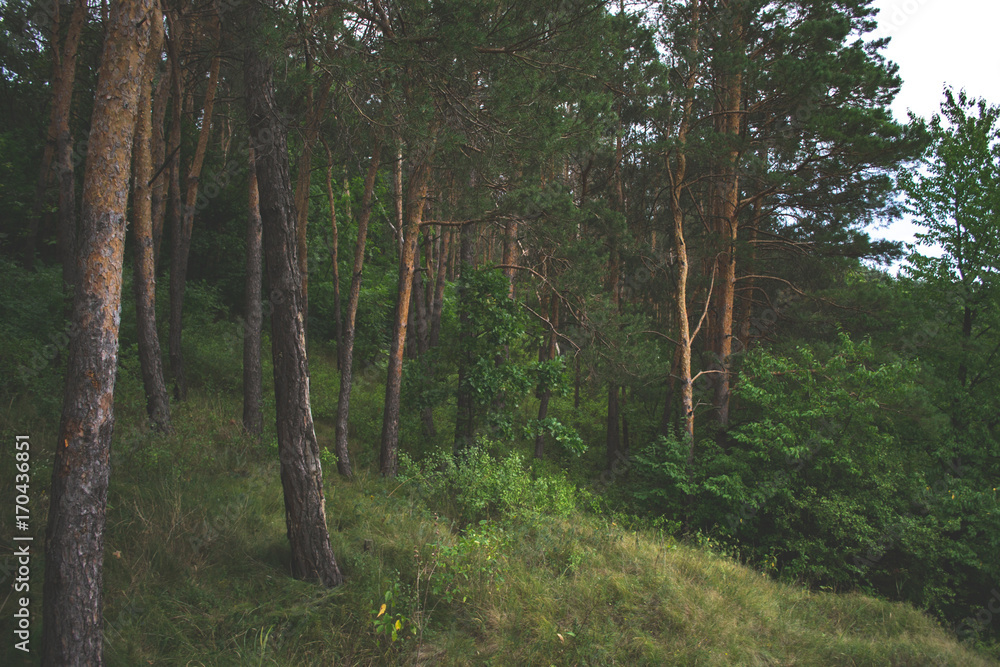 Fototapeta premium Forest landscape on a cloudy summer day.