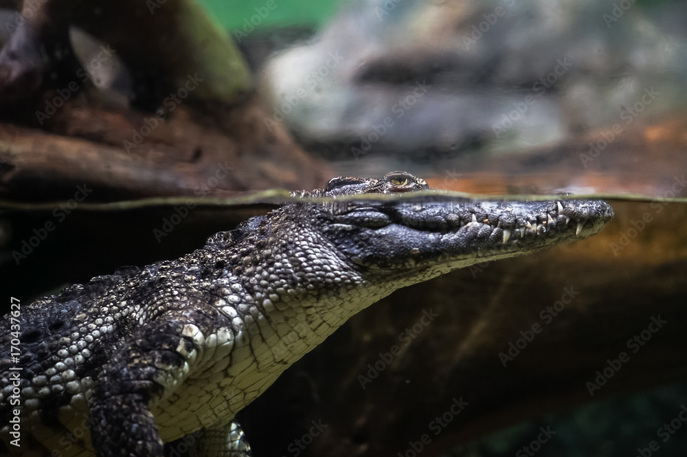 Crocodile underwater in the aquarium Crocodile underwater in the aquarium