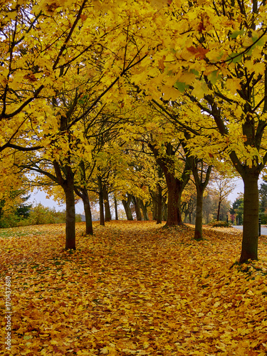 Autumn landscape with a pathway with trees on both sides, covered in yellow and brown withered leaves