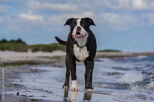 American Bulldog am Strand