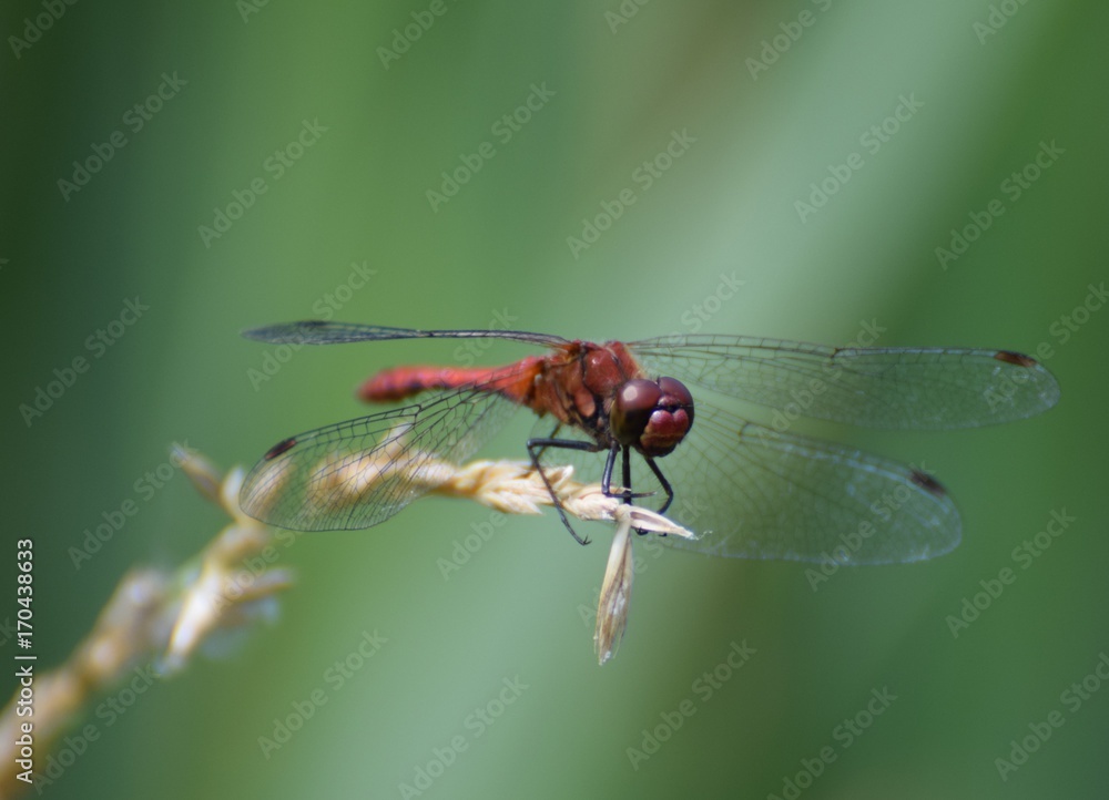 Red dragonfly macro photo Red dragonfly macro photo