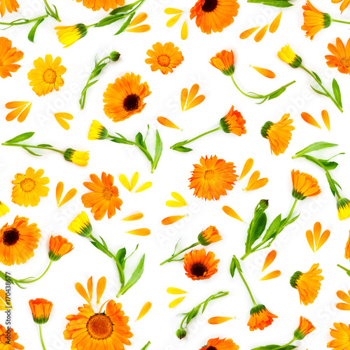 Seamless pattern with flowers marigold isolated on white background.