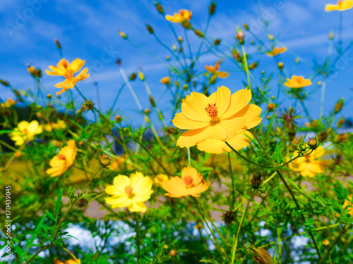 黄色い花 © 義貴 阿武