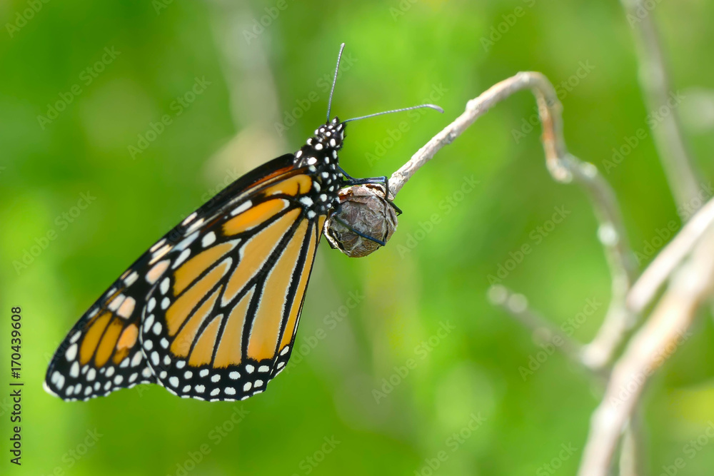 Fototapeta premium Monarch Butterfly