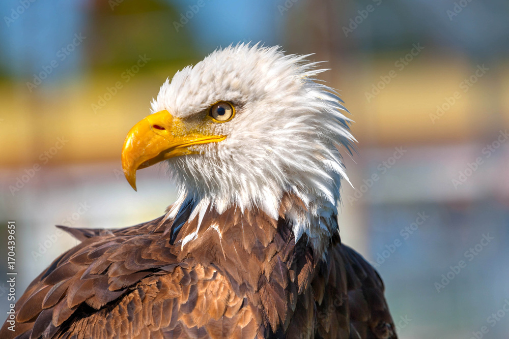 Bald Eagle Profile Bald Eagle Profile