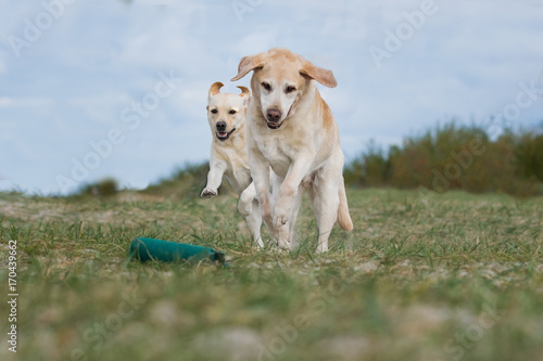 2 Labradore spielen